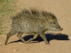 862 PeccaryYoung.jpg